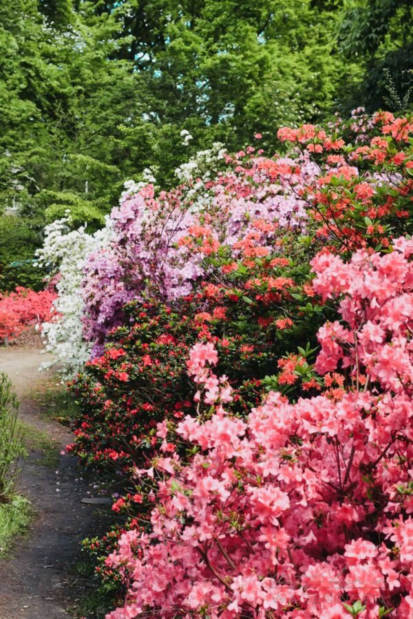 Bloeiende Rhododendrons in Arboretum Belmonte
