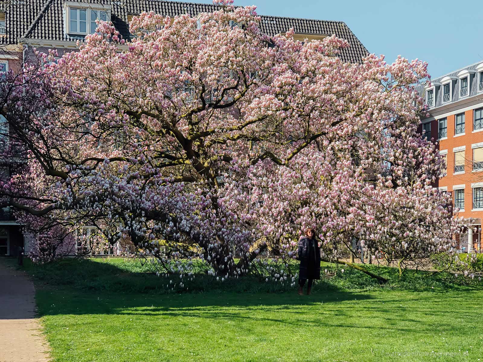 Bloeiende magnolia in het Torckpark