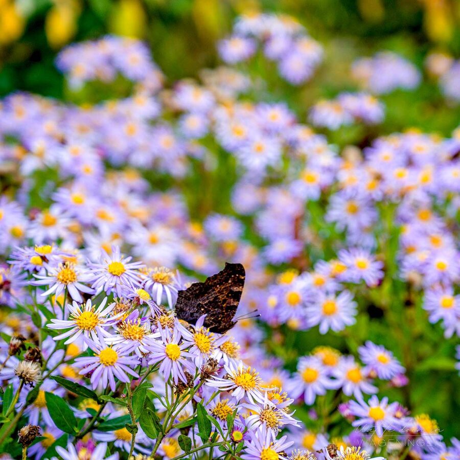 Belmonte Arboretum – een zee van bloesems met uitzicht op de Rijn